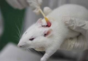 造模實(shí)驗(yàn)-腫瘤類(lèi)動(dòng)物模型